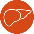 Liver