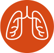 Lungs
