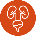 Other genitourinary organs